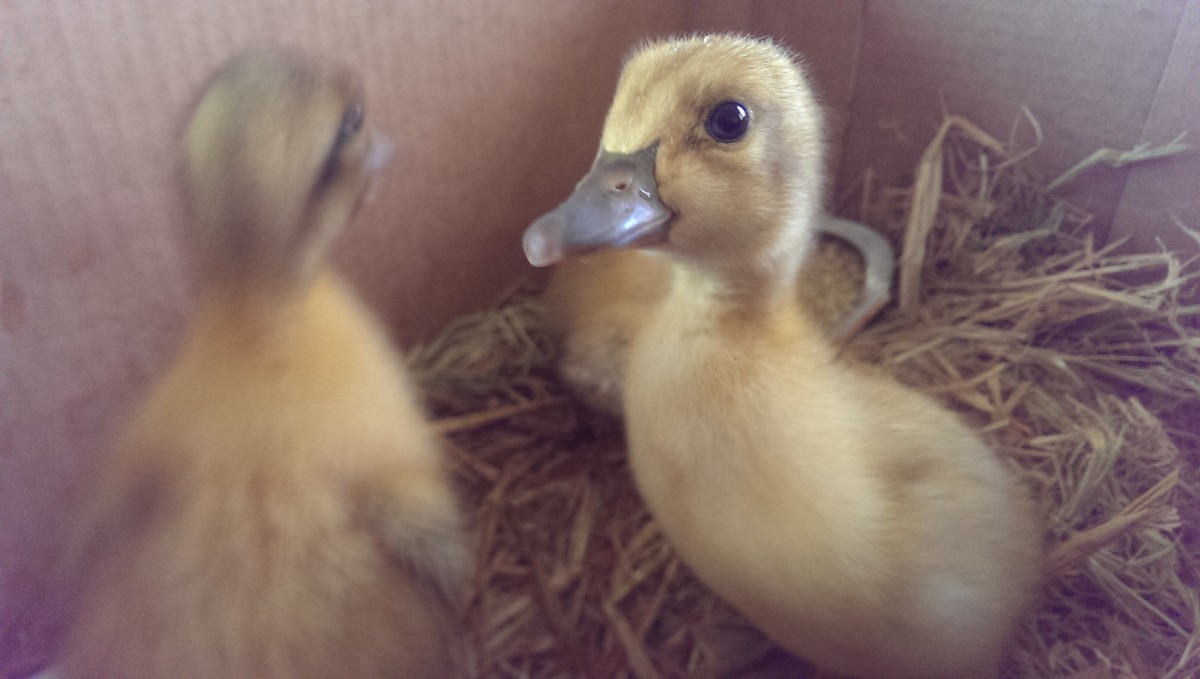 This is one of the ducklings temporarily named "smart duck"