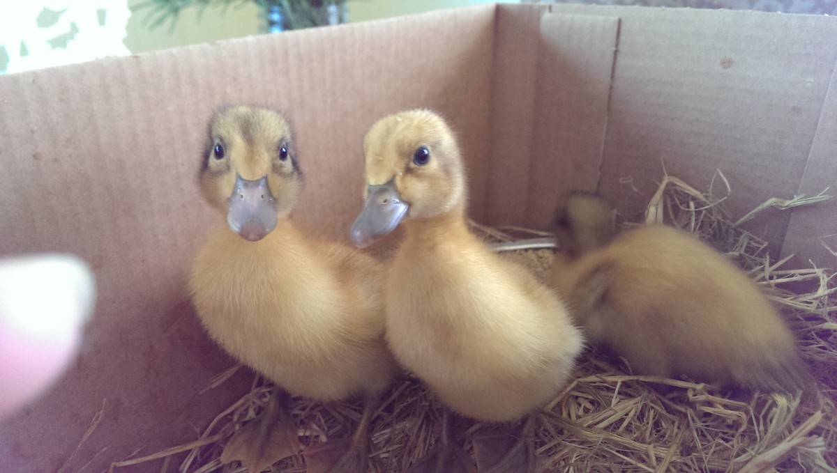 One week old ducklings arrived the day after Easter. 